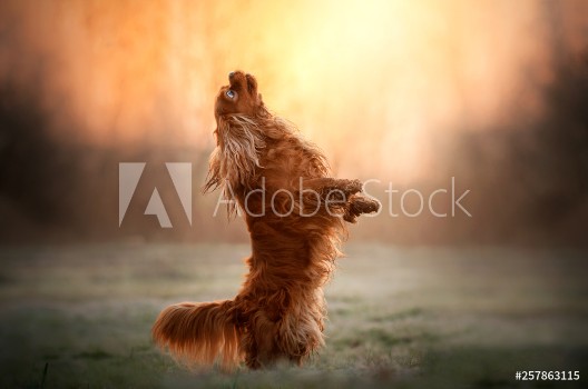 Bild på Cavalier king charles spaniel dog doing tricks beautiful dawn magical light portrait